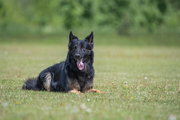 A beautiful purebred shepherd dog is breathing on the field.