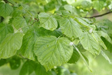 Leaves of a silver linden, Tilia tomentosa
