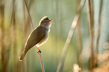 Drosselrohrsänger ( Acrocephalus arundinaceus ).