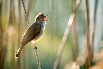 Drosselrohrsänger ( Acrocephalus arundinaceus ).