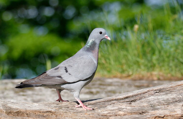 Stock dove