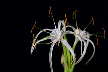 Fototapeta na wymiar Flower of the Spider lily Hymenocallis harrisiana