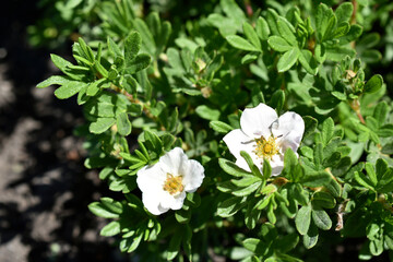 White flowers Lapchatka (Lat. Potentilla) — one of the largest in the number of species of a genus of plants from the family Rosaceae (Rosaceae).