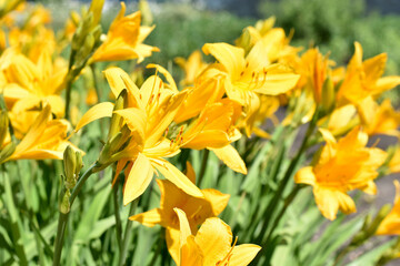 Yellow daylily flowers blurred by bokeh lens
