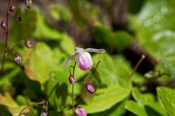 Flower of the barrenwort, Epimedium x youngianum