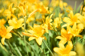Yellow daylily flowers blurred by bokeh lens