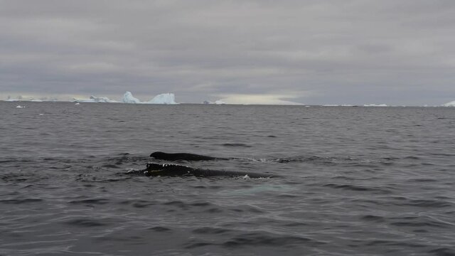 Humpback Whale logging in Antarctica