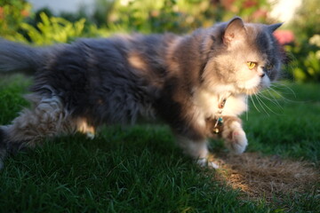 focus on Persian cat eyes while it is walking on the ground alone in the garden