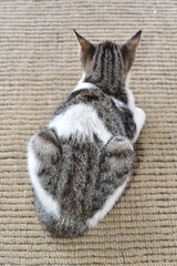 Top down view of the dorsal side of a Pet cat sitting on a coir door mat. View from above.