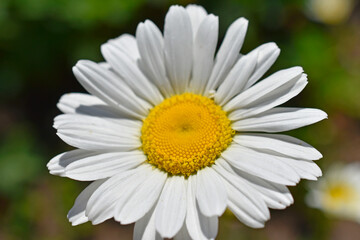 Fototapeta premium White daisy shot close up in the afternoon