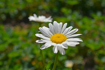 Fototapeta premium White daisy shot close up in the afternoon