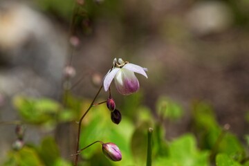 Flower of the barrenwort, Epimedium x youngianum