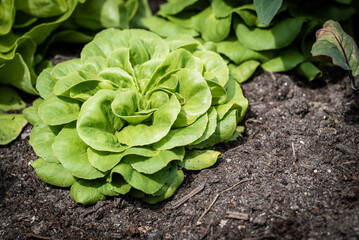 Salat