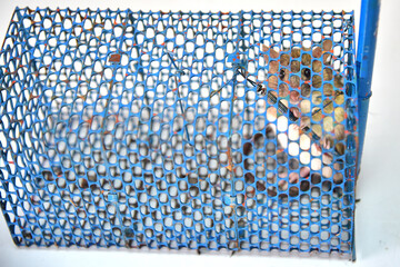 Mouse trapped in a blue mesh mousetrap. 
