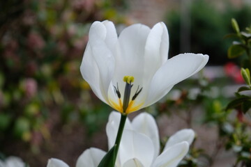 FU 2021-04-18 Rundweg 47 Blüte einer weißen Tulpe