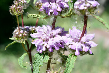 Purple weed flower in the garden in summer