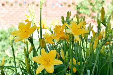 Obraz premium Yellow daylily flowers in the garden close-up