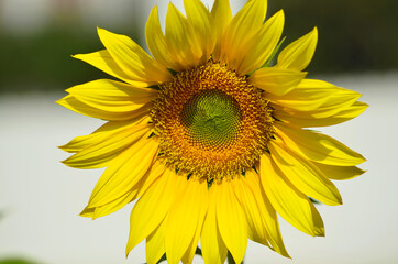 Big Sunflower front closeup view, sunflower natural background, sunflower field. Blurry background.
