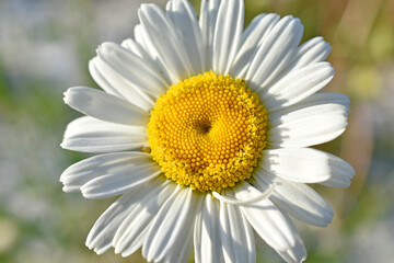White daisy shot close up in the afternoon