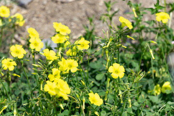 glover plant in close up view