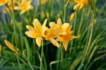 Obraz premium Yellow daylily flowers in the garden close-up