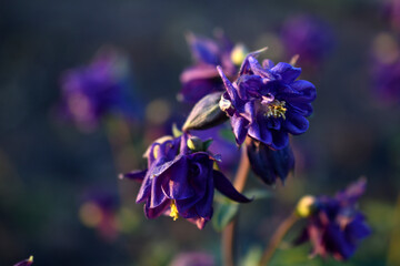 The plant aquilegia (Latin Aquilegia), or catchment, or orlik, belongs to the genus of herbaceous perennials of the family Buttercup.