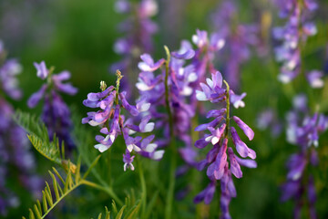 The plant aquilegia (Latin Aquilegia), or catchment, or orlik, belongs to the genus of herbaceous perennials of the family Buttercup.