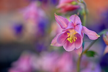 The plant aquilegia (Latin Aquilegia), or catchment, or orlik, belongs to the genus of herbaceous perennials of the family Buttercup. - obrazy, fototapety, plakaty