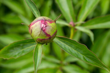peony bud