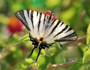 Obraz premium Schmetterling auf Blüte/Blume