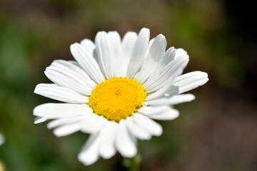 White daisy shot close up in the afternoon