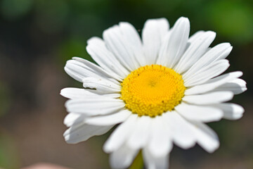 Fototapeta premium White daisy shot close up in the afternoon