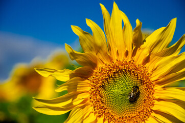 Bees on yellow flower on nature background