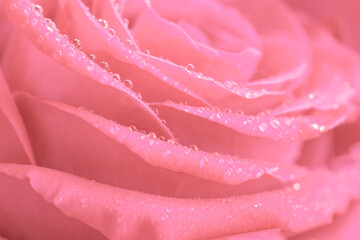 Wet pink colored macro rose flower with little water drops on petals. Concept of delicate, softness and silken. Floral soft background