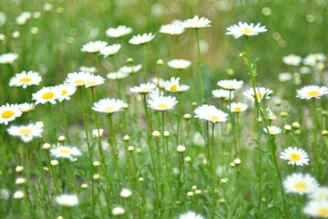 White chamomile flowers blur in bokeh in summer