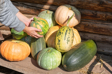 Group of freshly gathered raw pumpkins from garden. Female gardener holds squash