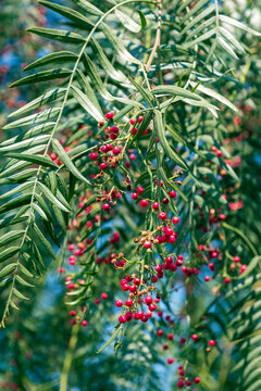  pink pepper tree