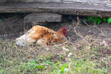 Chicken bathing in dust or sand. Domestic hens farming. Poultry husbandry.