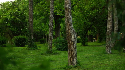 Landscape with flowers,gras and trees in focus with blurred background.