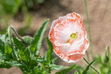 Orange weiß blühender Schlafmohn