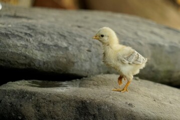 chicken in a nest