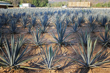 Agave field for tequila and mezcal production in Jalisco Mexico