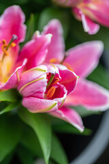 Fototapeta na wymiar Pink blühende Lilien im Sommer / Lilien Blüten
