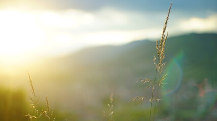 Fototapeta premium Landscape with flowers,gras and trees in focus with blurred background.