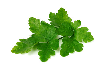 parsley isolated on white. fresh green vegetables