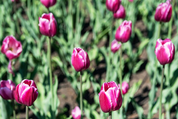  Floral background. Buds of rose tulips with fresh green leaves. Hollands pink tulip blooming in the field. Postcard, selective focus.