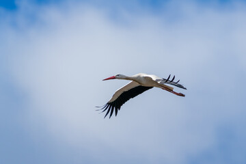 Stork in flight with blue sky clouds