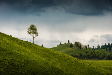 Fototapeta na wymiar Landscape with lonely tree on a hill