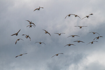 Skein of candian geese flying overhead
