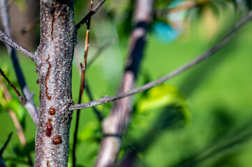 damaged bark of on a peach tree in the spring caused by an infestation of Peachtree borer larvae tunneling